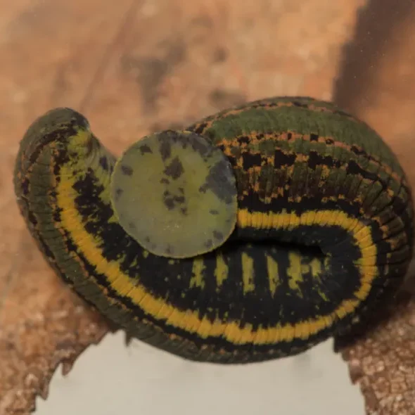 Grüner Blutegel mit gelbem und schwarzem Muster auf einem Holzstück.