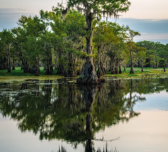Spiegelbild von Bäumen am Ufer eines ruhigen Gewässers in der Natur.